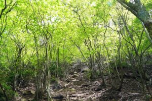 竜ヶ岳登山