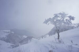 樹氷