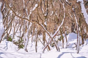 樹林帯