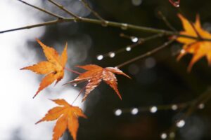 雪と紅葉
